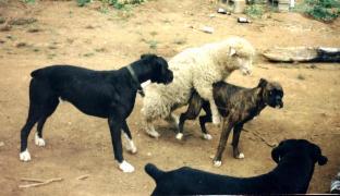 Animal threesome